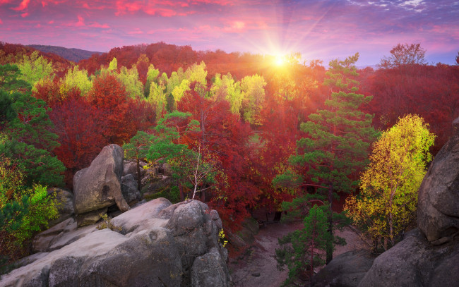 Обои картинки фото природа, восходы, закаты, лучи, деревья, верхушки, солнце, камни