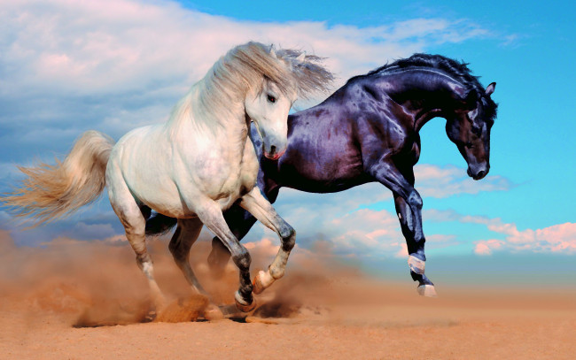 Обои картинки фото разное, компьютерный дизайн, пыль, лошади, кони, песок, пара, небо, облака