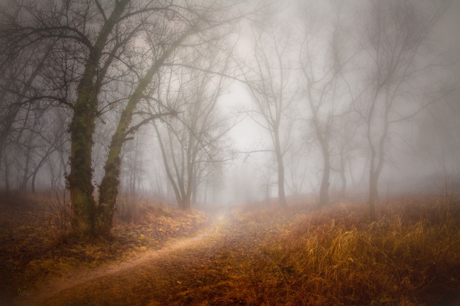 Обои картинки фото природа, лес, серж, домбровский, осень, тропинка, туман, деревья