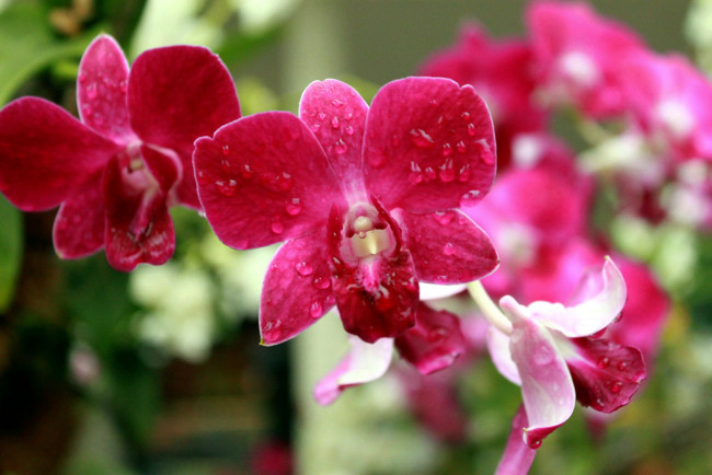 Обои картинки фото цветы, орхидеи, капли