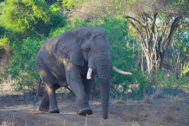 Обои картинки фото животные, слоны, африка, саванна