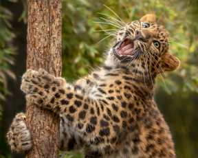 Картинка животные леопарды котёнок детёныш леопард дикая кошка