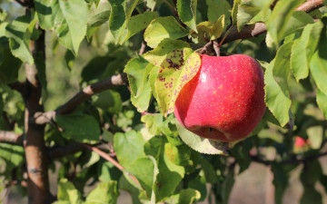 обоя природа, плоды, ветка, яблоко
