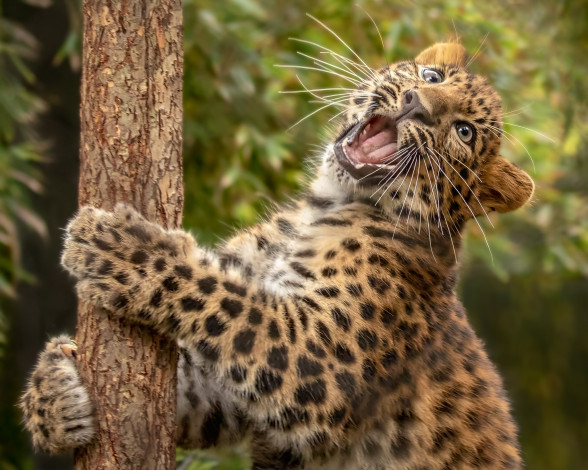 Обои картинки фото животные, леопарды, котёнок, детёныш, леопард, дикая, кошка
