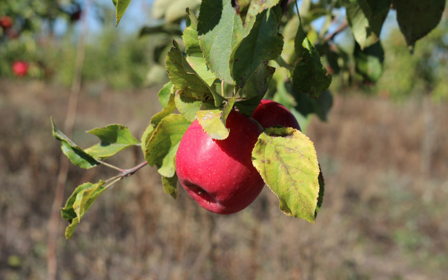 Обои картинки фото природа, плоды, ветка, яблоко