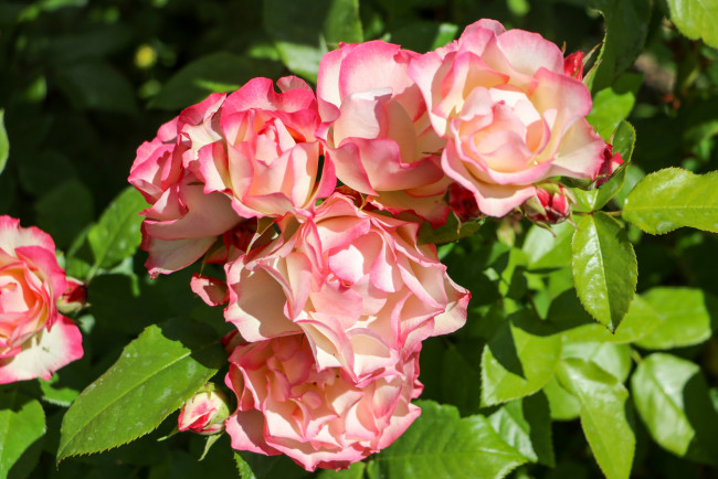 Обои картинки фото цветы, розы, розовый, цветение