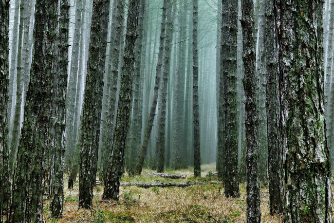 Обои картинки фото природа, лес, сосны