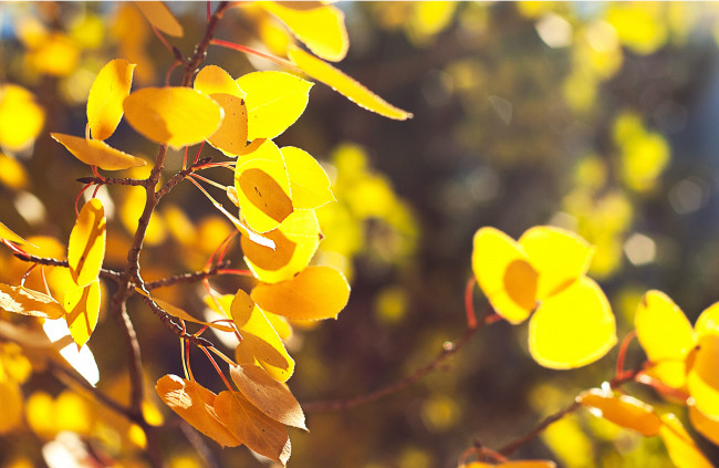 Обои картинки фото природа, листья, ветки, осень, деревья