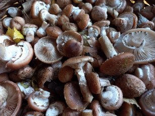 Картинка еда грибы +грибные+блюда опята