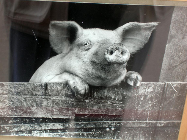 Обои картинки фото животные, свиньи, кабаны