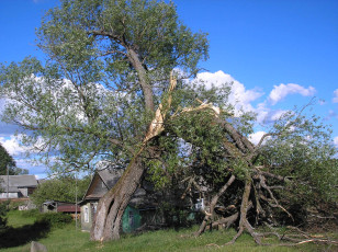 Картинка поваленное дерево природа