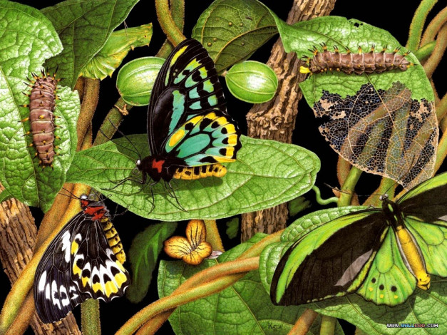 Обои картинки фото рисованные, животные, насекомые, бабочка, гусеница