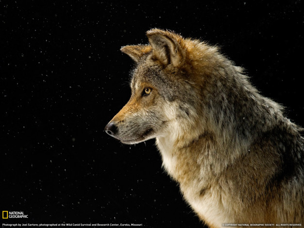 Обои картинки фото животные, волки, смотрит, волк, серый
