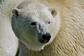 Картинка животные медведи белый большой хищник