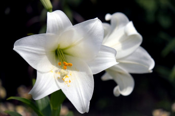 Картинка цветы лилии лилейники белый