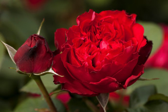 Картинка цветы розы бутон красный яркий