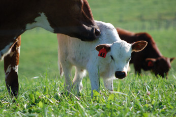 Картинка животные коровы буйволы луг трава