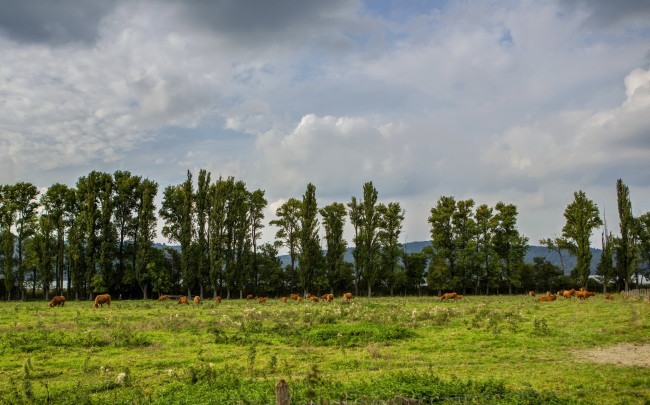 Обои картинки фото германия, глес, природа, луга, деревья, коровы