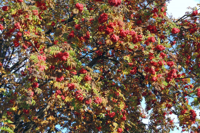 Обои картинки фото природа, Ягоды, рябина, деревья, осень