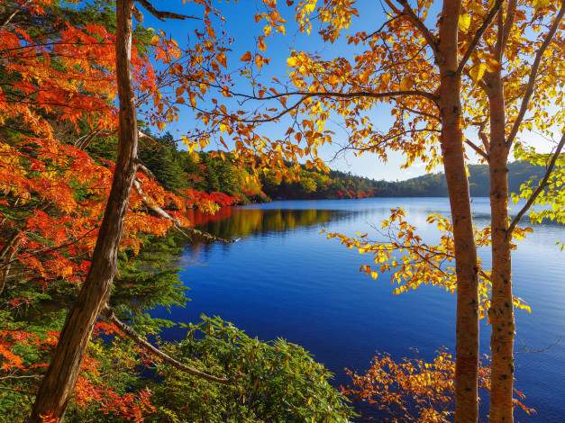 Обои картинки фото природа, реки, озера, деревья, река, осень, листья