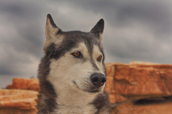 Картинка животные собаки портрет морда собака хаски
