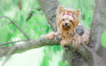 Картинка животные собаки йоркширский терьер собака дерево йорк