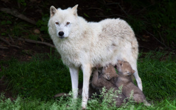 Картинка животные волки +койоты +шакалы волчата волчица природа wolves animals nature