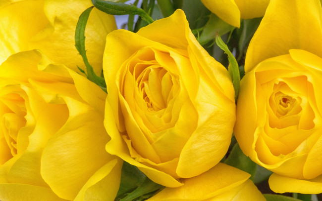 Обои картинки фото цветы, розы, макро, бутоны, жёлтые