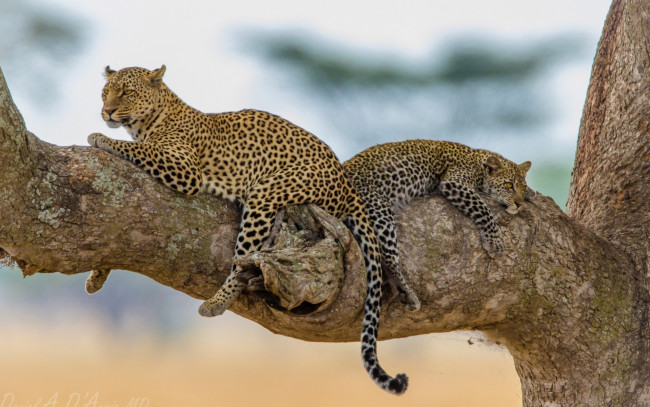 Обои картинки фото животные, леопарды, отдых, хищник, дерево, леопард