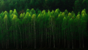 Картинка природа лес березы деревья