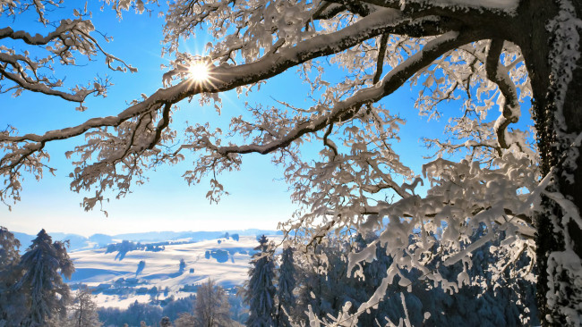 Обои картинки фото природа, деревья, снег, ветки