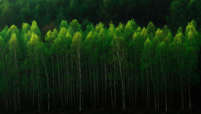 Обои картинки фото природа, лес, березы, деревья