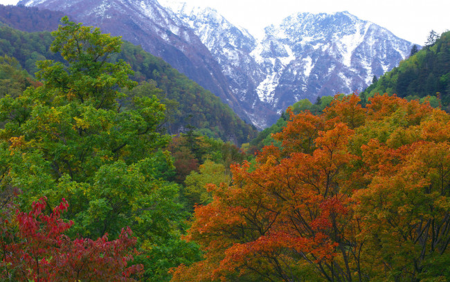 Обои картинки фото природа, горы, лес