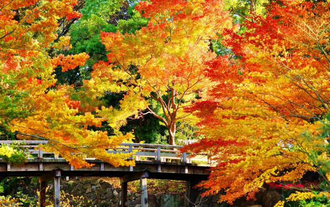 Обои картинки фото природа, парк, мост, золотистые, деревья, осень, камни, солнечно