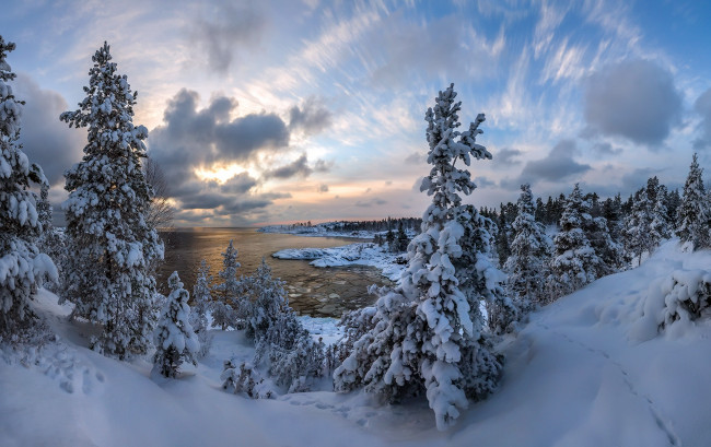 Обои картинки фото природа, пейзажи, деревья, снег