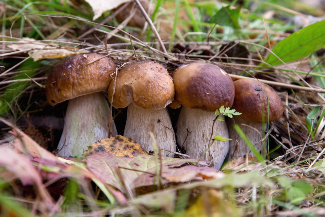 Обои картинки фото природа, грибы, боровики, красавцы, квартет, белый, гриб