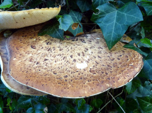 Картинка природа грибы шляпки