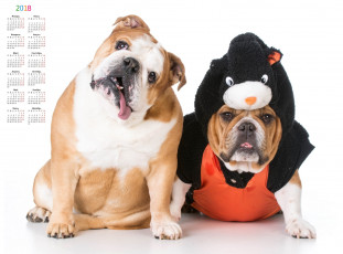 Картинка календари животные собака взгляд двое одежда