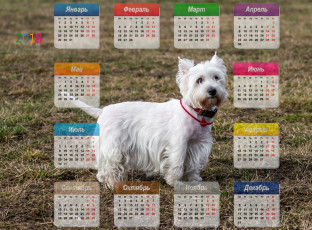 обоя календари, животные, взгляд, собака, белый, цвет