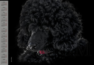 Картинка календари животные собака черный фон
