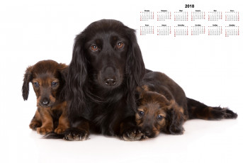 обоя календари, животные, взгляд, трое, собака, белый, фон