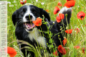 Картинка календари животные взгляд собака цветы растения