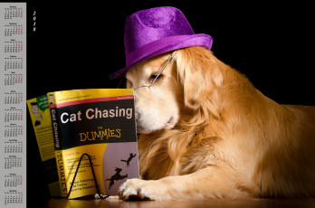 Картинка календари животные книга шляпа очки черный фон собака