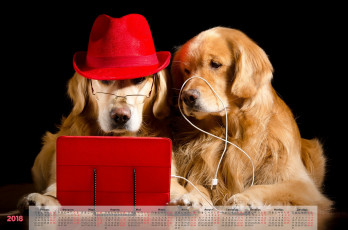 обоя календари, животные, собака, шляпа, ноутбук, двое