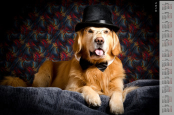Картинка календари животные взгляд собака шляпа очки