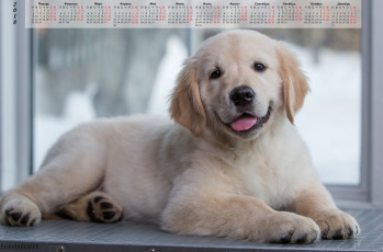 Картинка календари животные собака взгляд