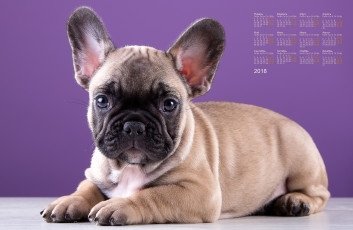 Картинка календари животные взгляд собака