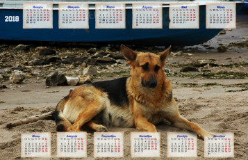 обоя календари, животные, лодка, отдых, взгляд, собака