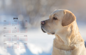 обоя календари, животные, профиль, взгляд, собака, морда