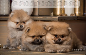 Картинка календари животные бусы взгляд трое собака